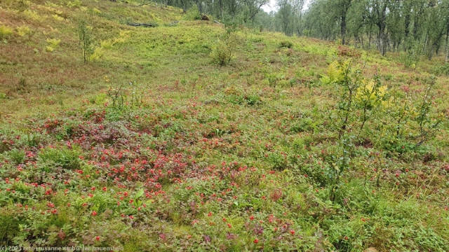 bunter waldboden am hogkampen