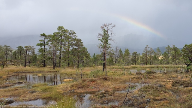 regenbogen ueber sumpfgebiet im anderdalen nationalpark