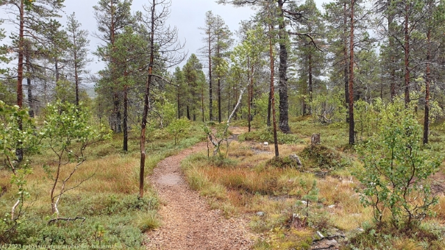 wanderweg im anderdalen nationalpark