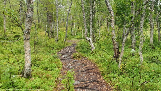 wanderweg durch birkenwald  im anderdalen nationalpark