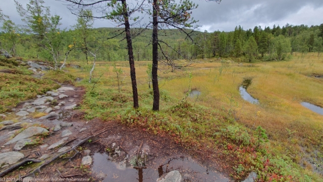 wanderweg durch sumpfgebiet im anderdalen nationalpark