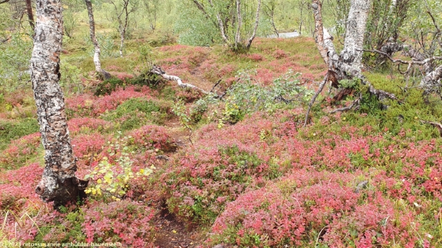 farbenfroher waldboden im anderdalen nationalpark