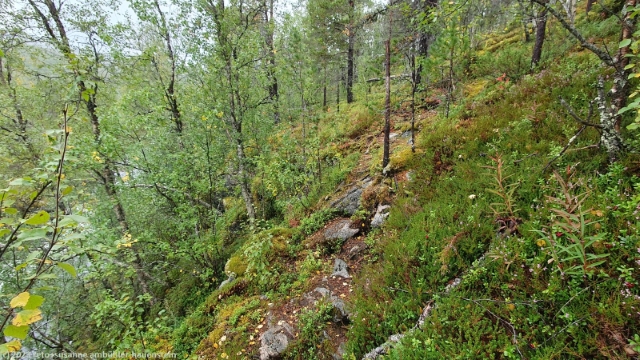 abschuessiger wanderweg entlang des anderelva im anderdalen nationalpark