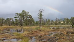 regenbogen ueber sumpfgebiet im anderdalen nationalpark