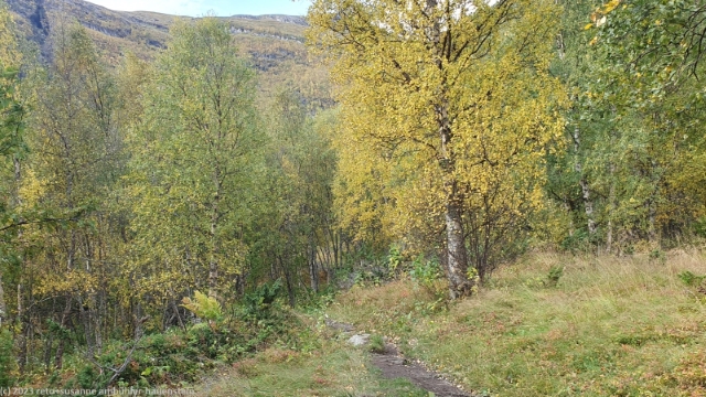 wanderweg durch herbstlichen birkenwald im steindalen