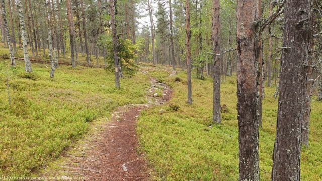 wanderweg am taalovaara im nordosten des levi