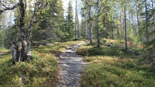 wanderweg in der naehe der uusilampi schutzhuette im riisitunturin nationalpark