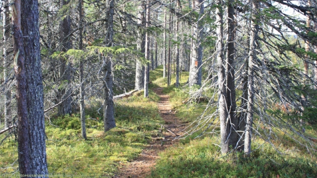 wanderweg auf dem hevonharja im riisitunturin nationalpark