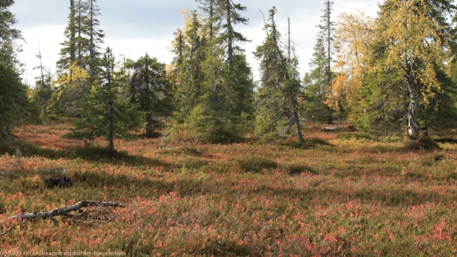 herbstlich gefaerbter waldboden im riisitunturin nationalpark