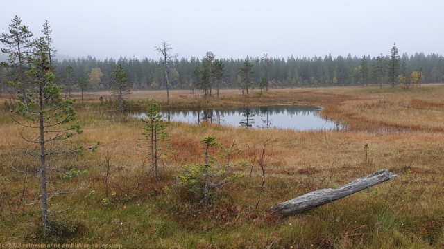 sumpfgebiet bei vaaraperaenkangas