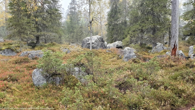 waldboden am fuss des kuoppavaara