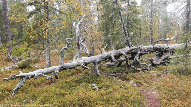 baumstamm ueber wanderweg am fuss des kuoppavaara