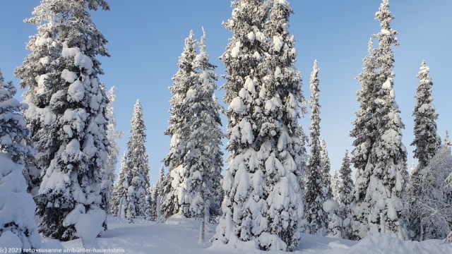 so sehen tief verschneite fichten im winter aus