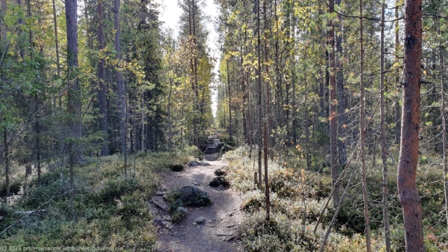 schnurgerader abschnitt des pieni karhunkierros im oulanka nationalpark