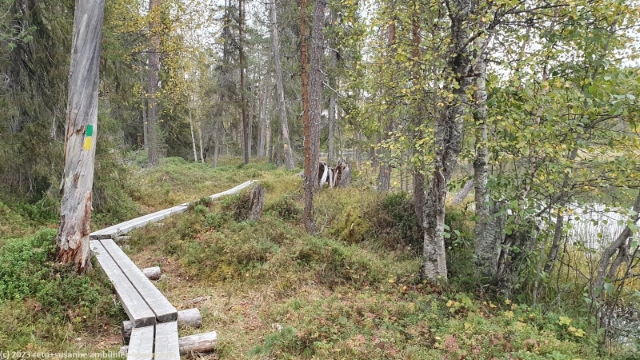 wandersteg im verlauf des koenkaeaen keino im oulanka nationalpark