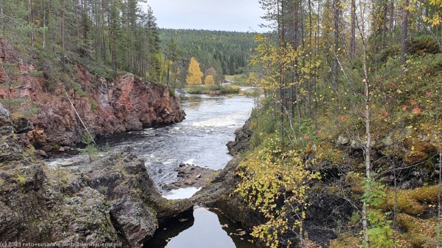 kuitakoengaes im oulanka nationalpark