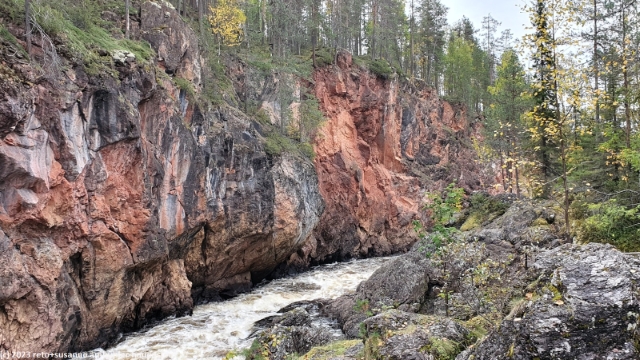kuitakoengaes im oulanka nationalpark