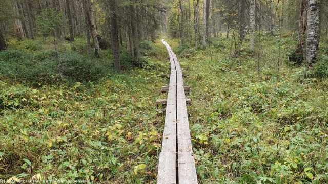 wandersteg im verlauf des rytikoenkaeaen reissu im oulanka nationalpark