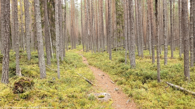 rytikoenkaeaen reissu im oulanka nationalpark