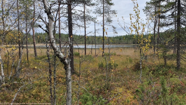 rytilampi im oulanka nationalpark