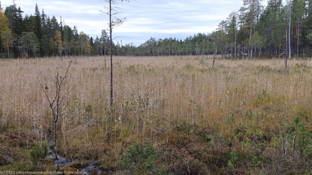 sumpfgebiet mit schilf am rytikoenkaeaen reissu im oulanka nationalpark