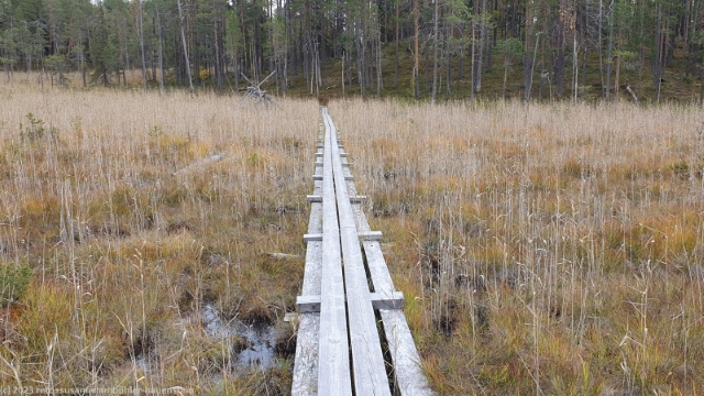 wandersteg durch sumpfgebiet im verlauf des rytikoenkaeaen reissu im oulanka nationalpark