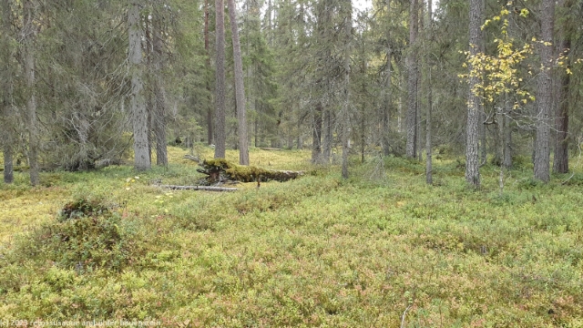 waldboden im oulanka nationalpark