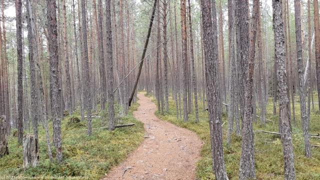 rytikoenkaeaen reissu im oulanka nationalpark