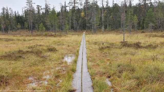 wandersteg durch den teerisuo im syote nationalpark