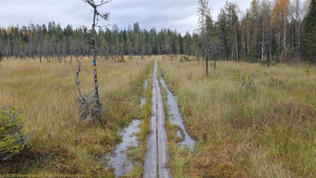 wandersteg durch sumpfgebiet im syoete nationalpark