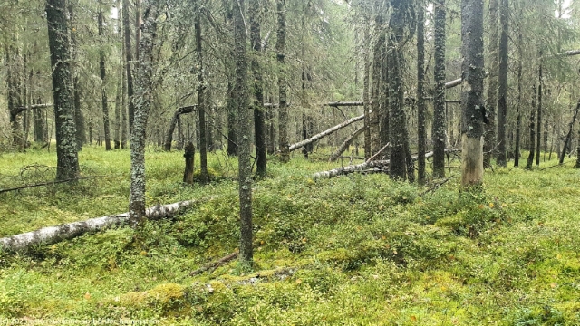 wilder wald im syoete nationalpark