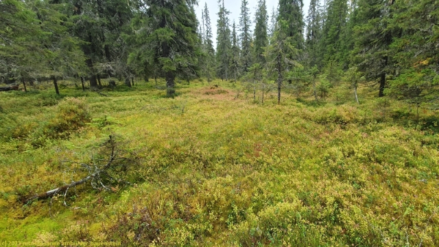 ueppig bewachsener waldboden im syoete nationalpark