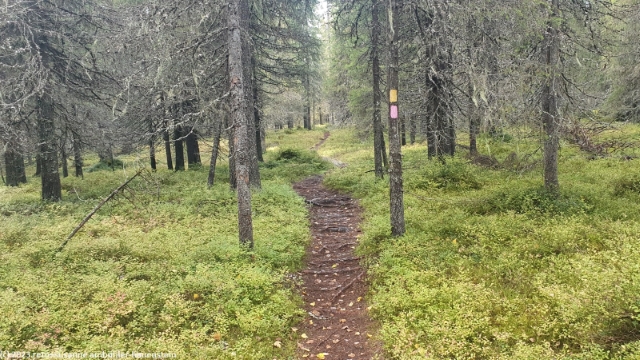 ahmankierros im syoete nationalpark