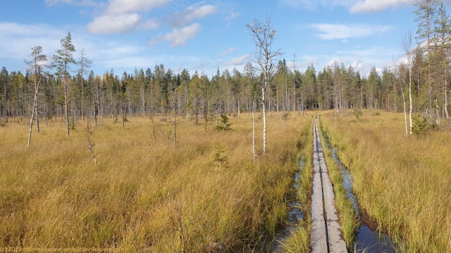 wandersteg durch sumpfgebiet im syoete nationalpark