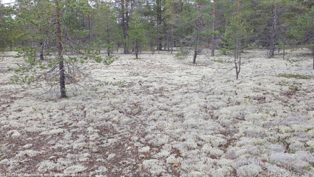flechtenbedeckter waldboden bei marjaniemi auf hailuoto