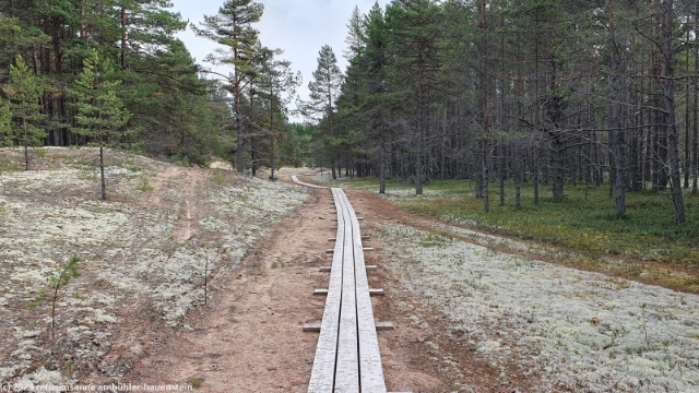 wandersteg ber flechtenbedeckten waldboden bei marjaniemi auf hailuoto