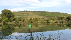 rebberge spiegeln sich im main beim campingplatz kalte quelle bei wuerzburg