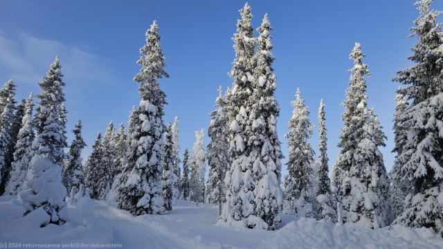 maerchenhafter winterwald entlang der loipe bei ruka