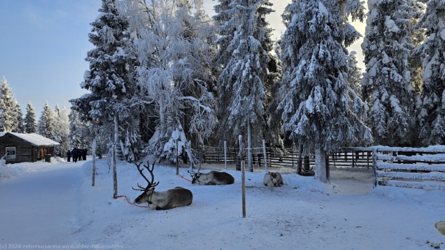 rentiere beim kuontivaaran kotakahvila bei ruka
