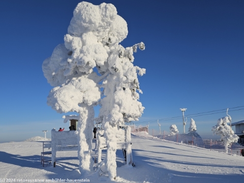 tief verschneiter baum im skigebiet ruka