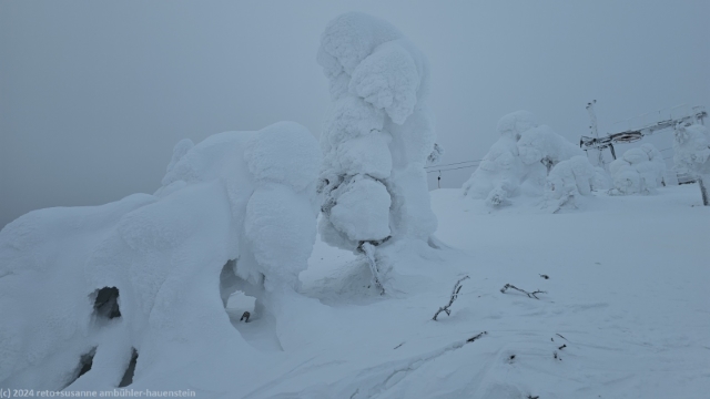 zugeschneiter baum im skigebiet von ruka
