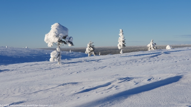 winterliche baeume auf der anhoehe westlich des ahopaeaet bei saariselkae