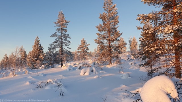 baeume im abendrot im tal rumakuru bei saariselkae