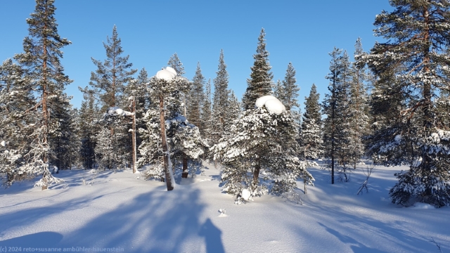 baeume mit schneemuetze entlang der loipe bei saariselkae