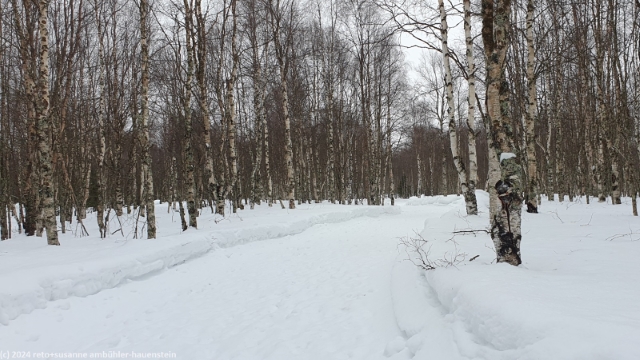 spaetwinterlicher birkenwald bei kittilae