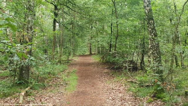 waldweg bei schneverdingen