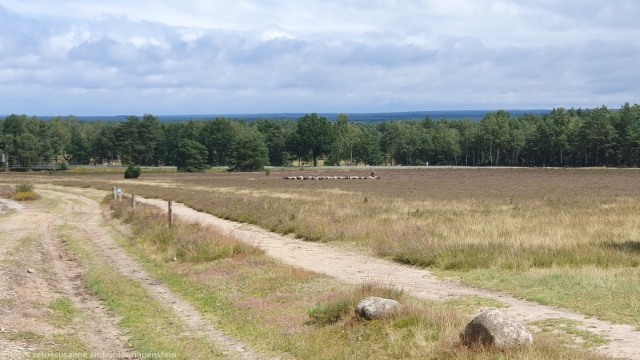 schaefer mit schafherde in der lueneburger heide