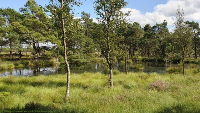 malerischer tuempel im pietzmoor