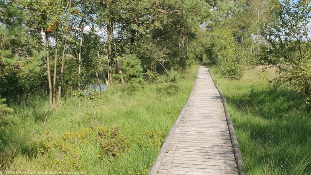 holzsteg im verlauf des pietzmoor moorrundweg