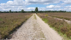 wanderweg in der lueneburger heide